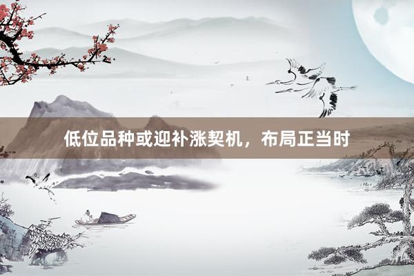 低位品种或迎补涨契机，布局正当时